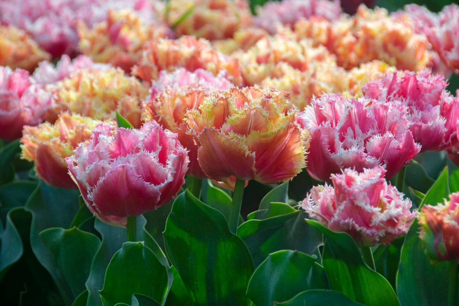 'Australien' - Erbjudande mix